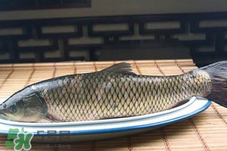 草魚能生吃嗎？草魚可以直接生吃嗎？