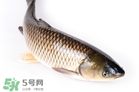 孕婦可以吃草魚嗎？懷孕了能吃草魚嗎？