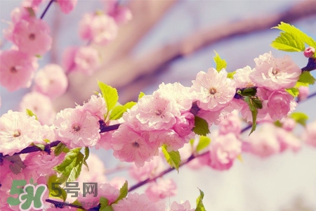 櫻花一般什么時候開？櫻花一般幾月份開？
