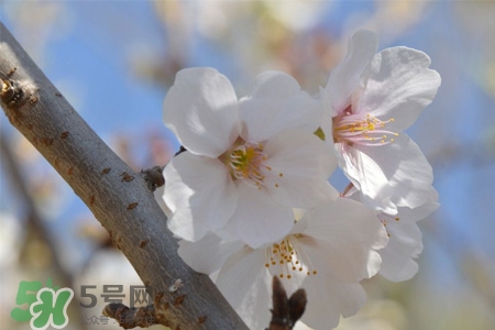 櫻花是櫻桃樹的花嗎？櫻桃花和櫻花的區(qū)別