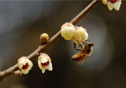 驚蟄是什么意思？驚蜇是什么節(jié)氣？