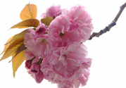 櫻花一般開多久？櫻花一般持續(xù)多久？