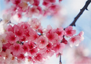 3月份有櫻花嗎？三月份櫻花都開了嗎？