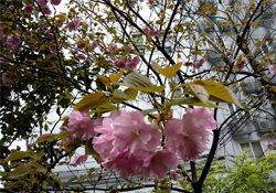 4月份適合種什么花？四月份種什么花好？