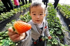 3月份可以摘草莓嗎？三月份有草莓可以摘嗎？