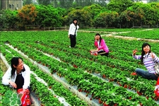 4月份可以摘草莓嗎？四月份有草莓可以摘嗎？