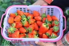 什么天氣摘草莓比較好？天氣多少度摘草莓最好？