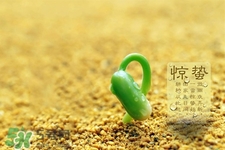 驚蟄節(jié)氣要注意什么？驚蟄節(jié)氣養(yǎng)生注意事項(xiàng)
