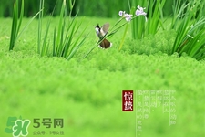 驚蟄出生的孩子好嗎？2017驚蟄出生的人運(yùn)勢好嗎？