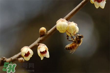 驚蟄出生的孩子好嗎？2017驚蟄出生的人運(yùn)勢好嗎？