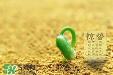 驚蟄如何養(yǎng)生？驚蟄前后如何養(yǎng)生？