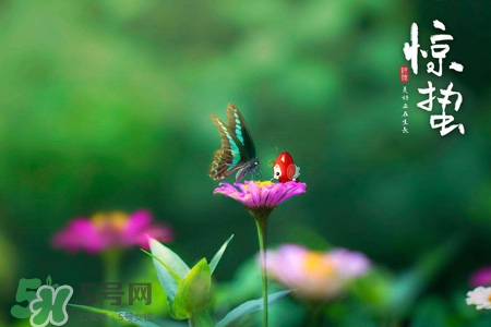 驚蟄要吃芋頭嗎？驚蟄為什么吃芋頭？