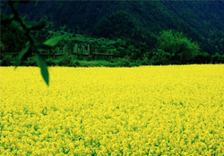 3月份能看到油菜花嗎？三月份有油菜花看嗎？