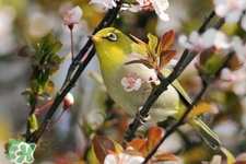 禽流感期間能接觸鳥糞嗎？碰到鳥糞會(huì)得禽流感嗎？