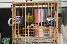 禽流感期間能接觸鳥糞嗎？碰到鳥糞會(huì)得禽流感嗎？