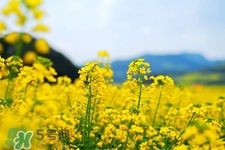 油菜花幾月開？油菜花什么季節(jié)開？
