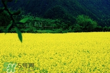 油菜花能開多久？油菜花花期有多長？