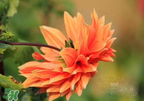 花粉過敏會(huì)遺傳嗎？花粉過敏為什么會(huì)遺傳？