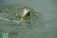 三月份可以釣魚(yú)了嗎？三月份好釣魚(yú)嗎？