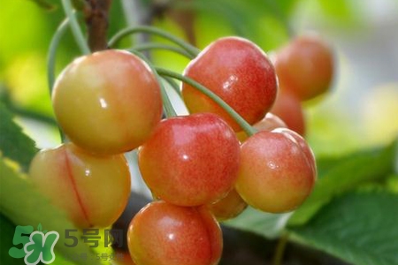 白玉櫻桃是什么？白玉櫻桃能吃嗎？