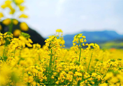 油菜花能開多久？油菜花花期有多長？