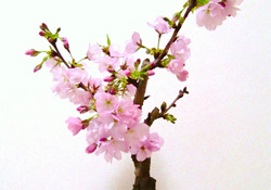 櫻花可以盆栽嗎？櫻花盆栽好養(yǎng)嗎？