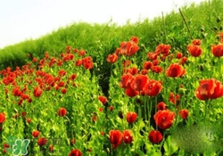花粉過(guò)敏是感冒嗎？花粉過(guò)敏和感冒的區(qū)別