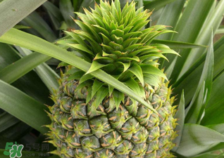 綠菠蘿可以吃嗎？菠蘿是綠的能吃嗎？
