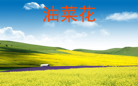 油菜花有什么功效 常吃油菜花的好處有什么