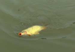 驚蟄前后可以夜釣鯉魚嗎？驚蟄前后釣魚技巧