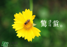 驚蟄前后可以種什么？驚蟄前后種什么蔬菜？