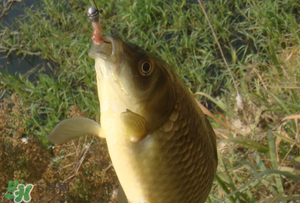 驚蟄前后可以夜釣鯉魚嗎？驚蟄前后釣魚技巧