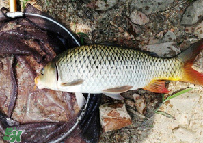 驚蟄前后可以夜釣鯉魚嗎？驚蟄前后釣魚技巧