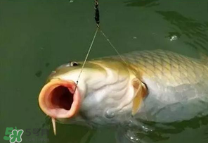 驚蟄前后可以夜釣鯉魚嗎？驚蟄前后釣魚技巧