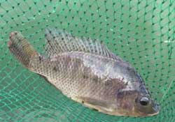 驚蟄能釣魚嗎？驚蟄釣什么魚好？