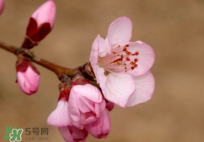2017年春分是什么時候？2017年春分是幾月幾號？