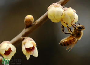 驚蟄過后一周會下雨嗎？驚蟄下雨好嗎？