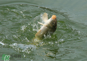 驚蟄過后好釣魚嗎？驚蟄后陰雨天好釣魚嗎？