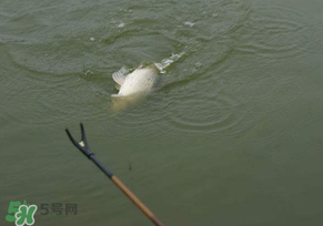 驚蟄過后好釣魚嗎？驚蟄后陰雨天好釣魚嗎？