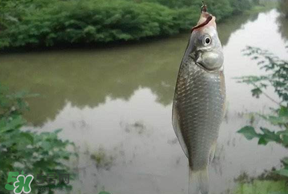 春分節(jié)氣好釣魚嗎？春分釣魚技巧