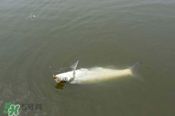 春分節(jié)氣好釣魚嗎？春分釣魚技巧