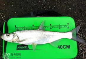 春分節(jié)氣好釣魚嗎？春分釣魚技巧