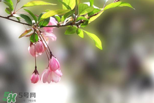 春分開什么花？春分什么花開？