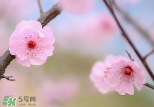 春分開什么花？春分什么花開？