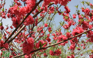 春分開什么花？春分什么花開？