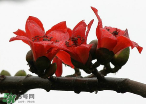 春分會下雨嗎？春分節(jié)氣下雨好還是不好？