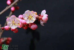 春分會下雨嗎？春分節(jié)氣下雨好還是不好？