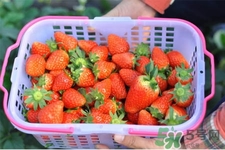 家里可以種草莓嗎？陽臺上可以種草莓嗎？