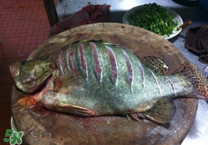 三月份吃什么魚？3月份吃什么魚好？