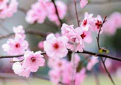 春分開什么花？春分什么花開？